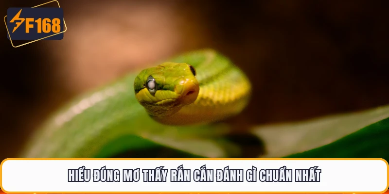 Hiểu đúng mơ thấy rắn cắn đánh gì chuẩn nhất