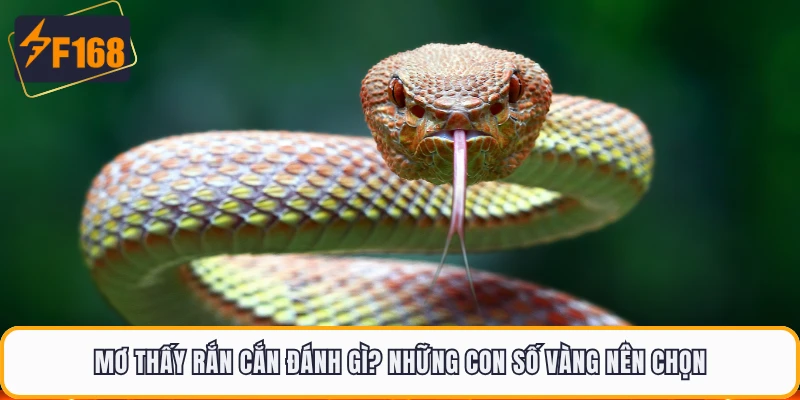 Mơ Thấy Rắn Cắn Đánh Gì? Những Con Số Vàng Nên Chọn